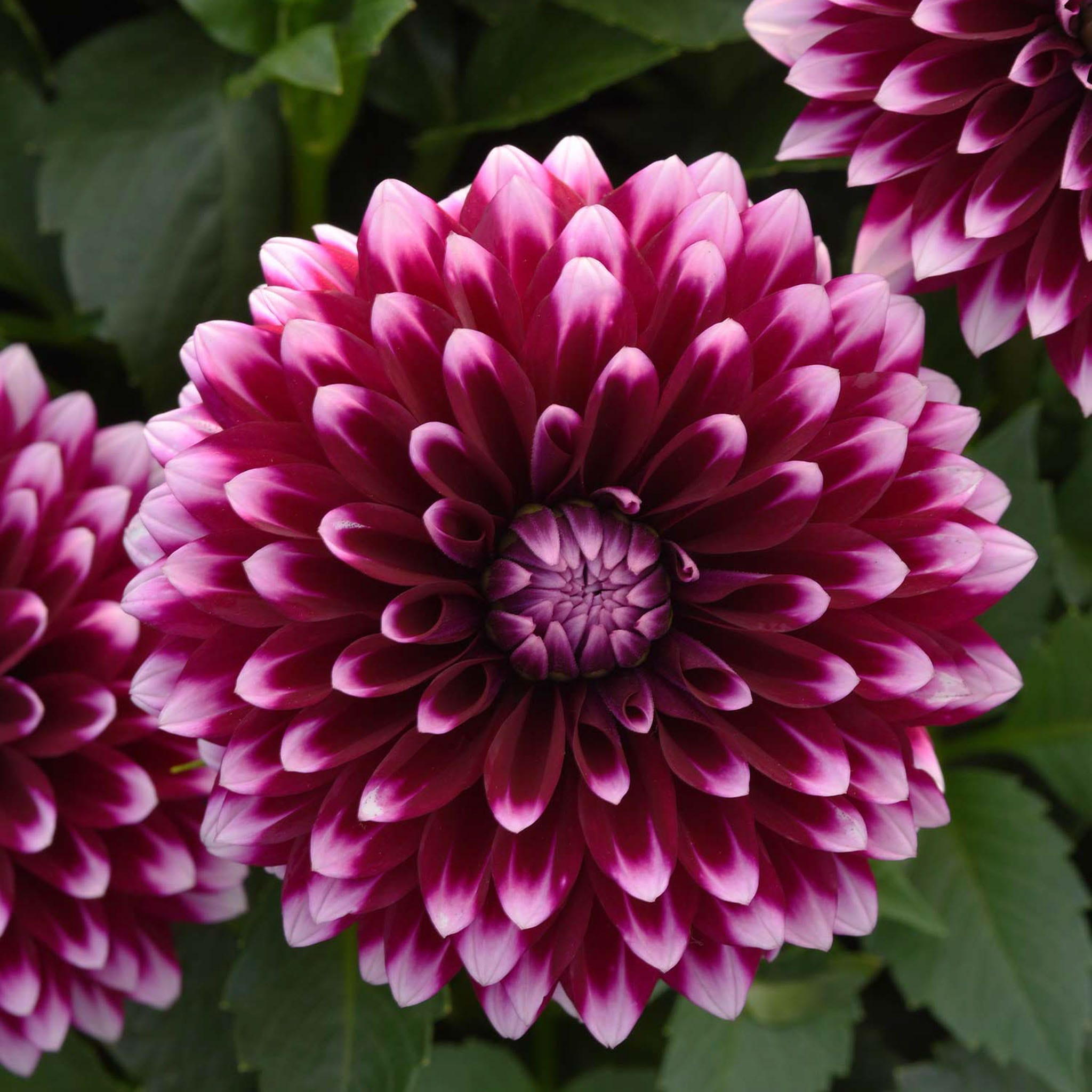 Dahlia, Dalaya Purple &amp;amp; White Plants
