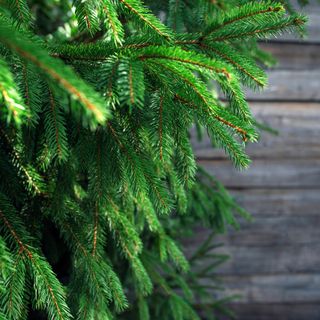 Foliage of a living Christmas fir tree