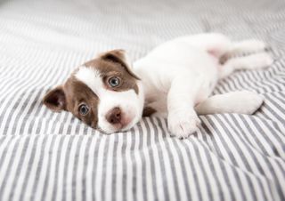 Your Dog Knows When You Re Upset And Wants To Help Live Science