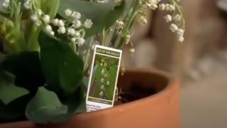 The lily of the valley plant in Breaking Bad.