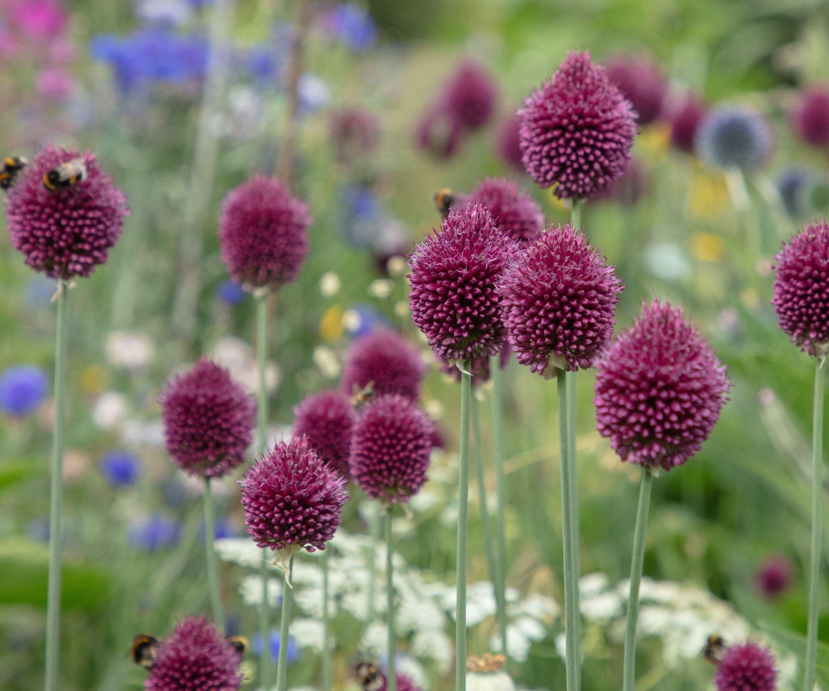 close up of maroon colored Drumstick Alliums