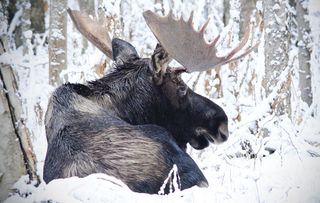 Alaska: A Year in the Wild