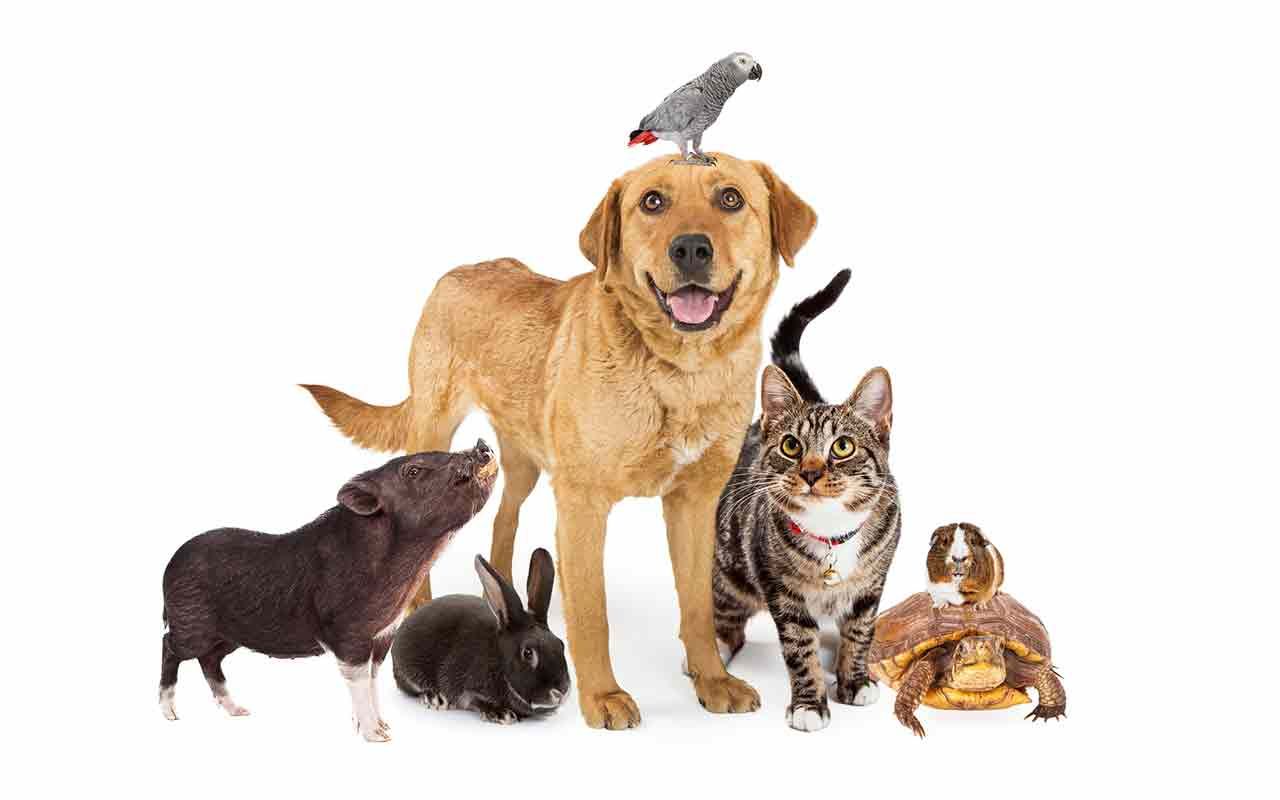 Pet Stocks The 9 Best 'Purebred' Pet Stocks to Buy Kiplinger