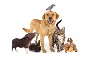 Vip pet care hot sale $10 coupon 2019