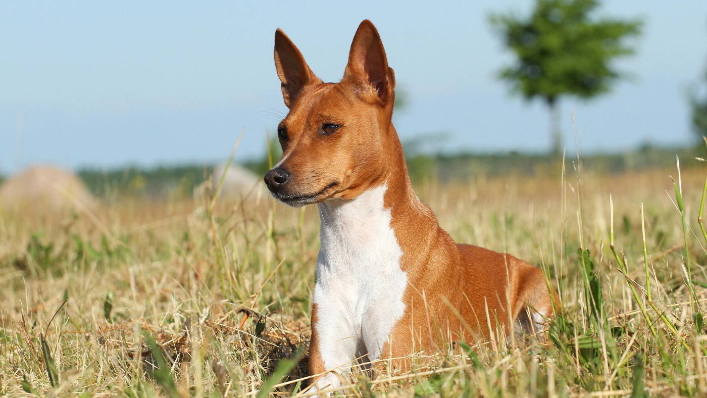 Basenji laying in grass
