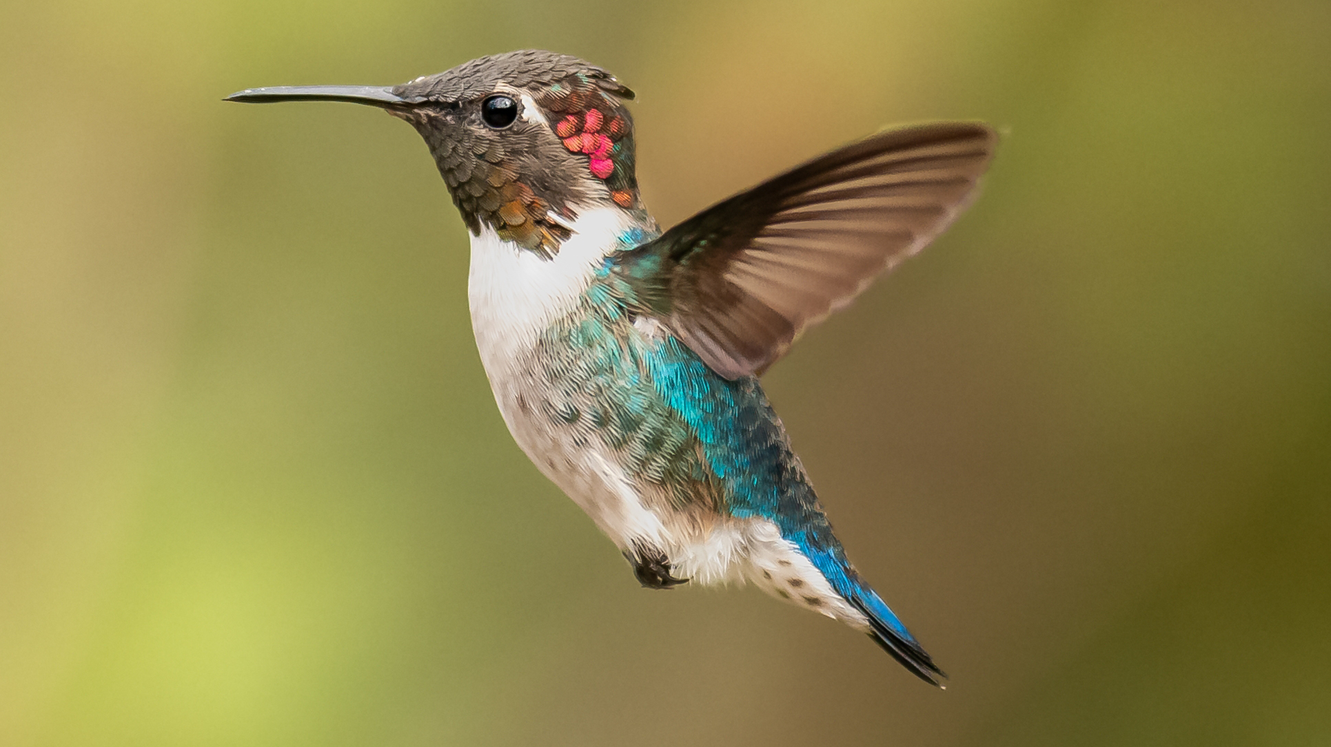 Bee hummingbird in flight