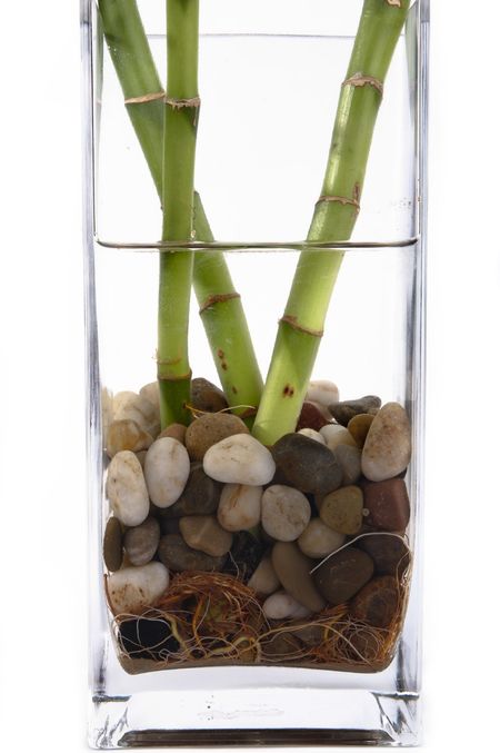 Close Up Of Potted Bamboo Roots In Rocks