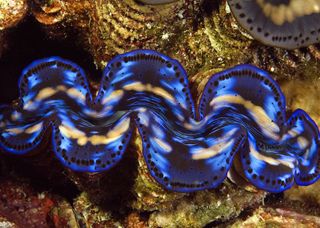 animal eyes, clam