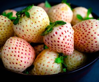 strawberry varieties Snow White pineberries at harvest