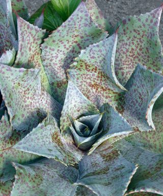 Agave 'Sponge Paint' close up