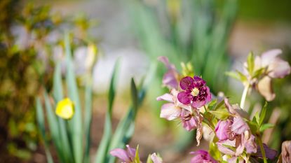 Pink hellebore flowers with yellow daffodil flowers in the background, in a sunny winter garden