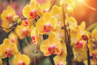 Yellow phalaenopsis orchid