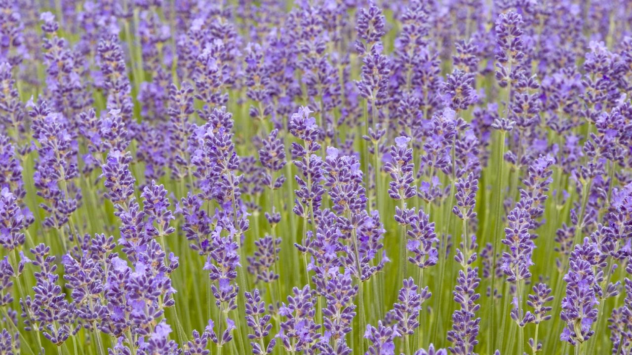 Many munstead lavender blossoms