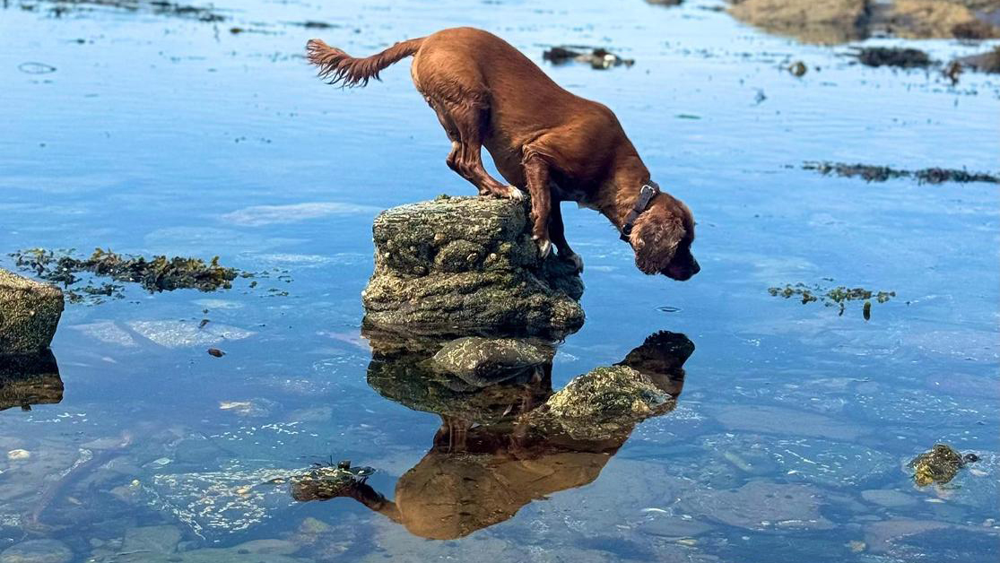 A brown dog stands on a rock over clear, shallow water, gazing at its reflection