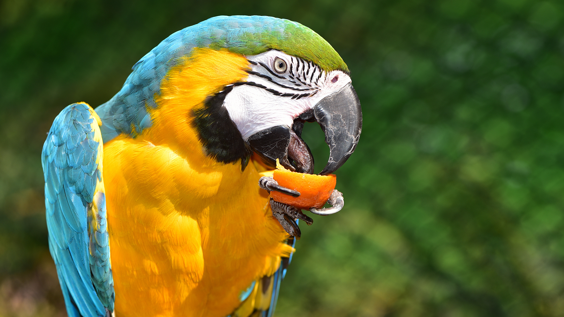 A parrot with its beak open