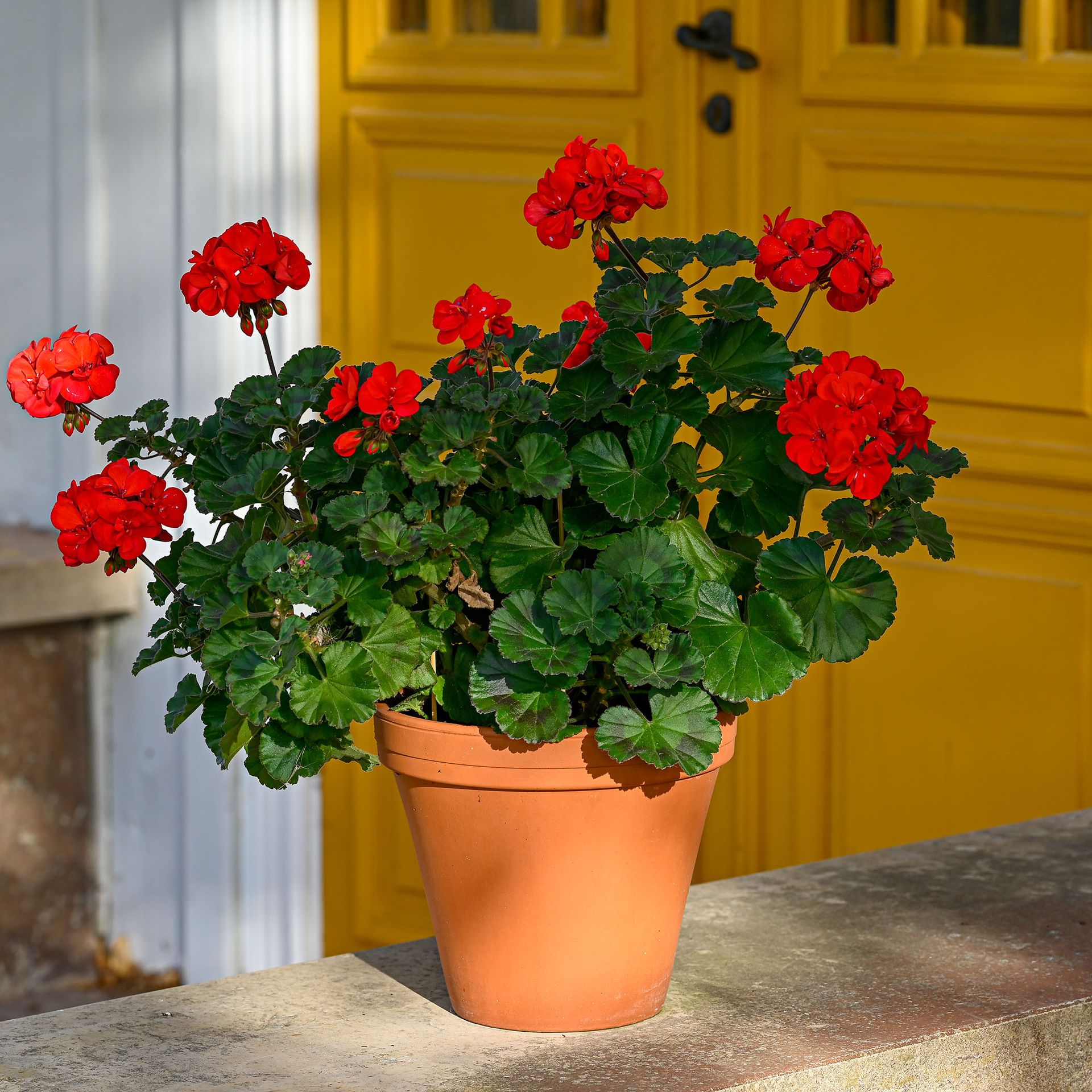 A big red geranium in a pot sat in front of yellow double doors on old Swedish building