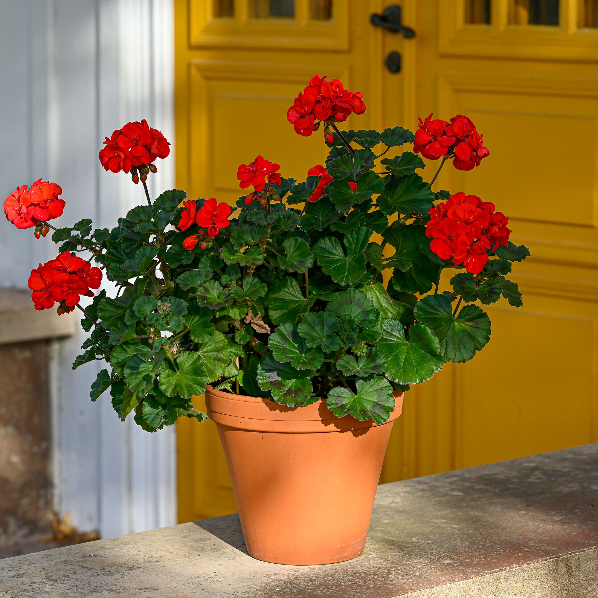 A big red geranium in a pot sat in front of yellow double doors on old Swedish building 