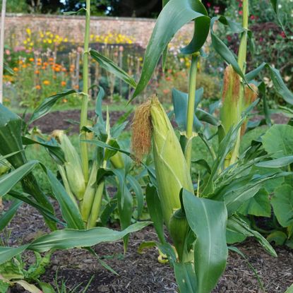 Dwarf corn stalks in garden