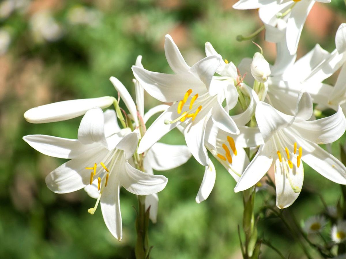 マドンナリリーの花：マドンナリリーの球根のお手入れ方法