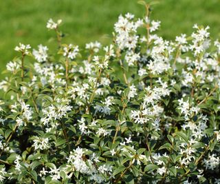 Osmanthus X Burkwoodii evergreen hedge with white flowers