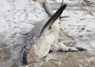 A frozen, dead thresher shark washed up on Cape Cod at the end of December.