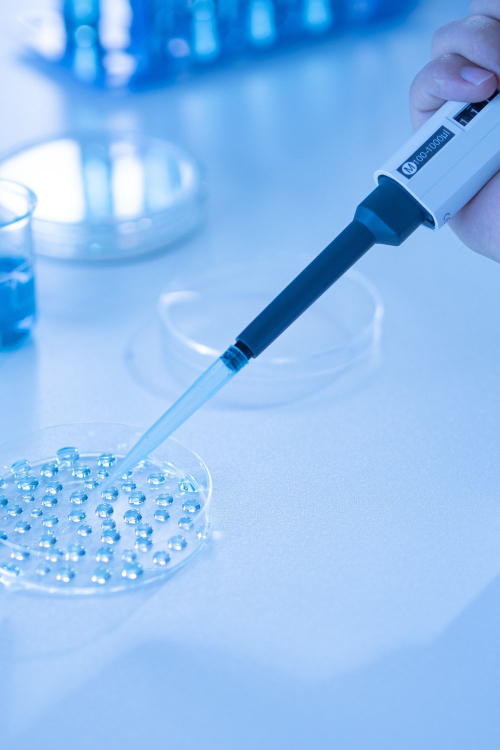 Scientist pipetting sample into tray for DNA testing in laboratory,Close up fertility laboratory the scientist preparing embryo cultivation plates