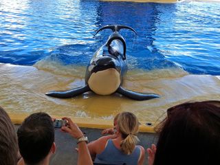 Blackfish (2013) — Documentary — 98% Rotten Tomatoes