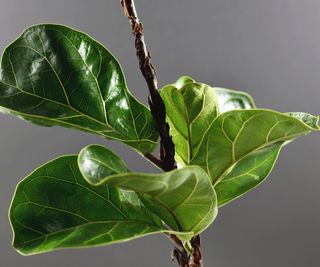 fiddle leaf fig stem