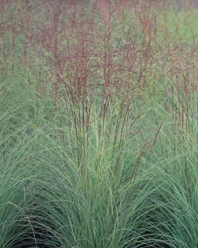 Miscanthus Sinensis 'morning Light' (variegated Maiden Grass)
