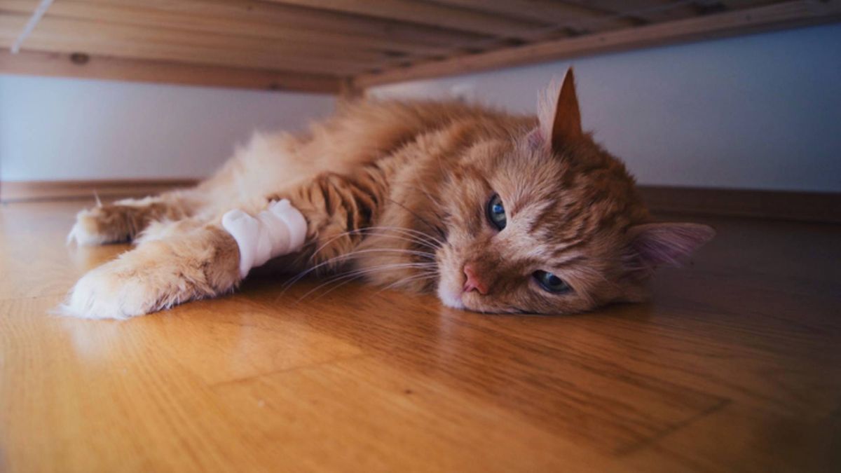 Why is my cat losing weight? Common causes of weight loss in cats PetsRadar