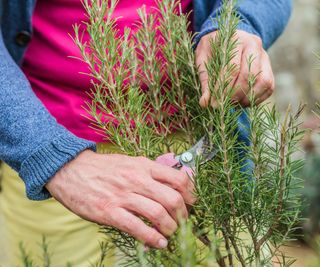A woman pruning rosemary with a pair of pruning shears