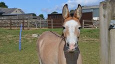 Dotty-The-Donkey-Sanctuary-iv.jpg