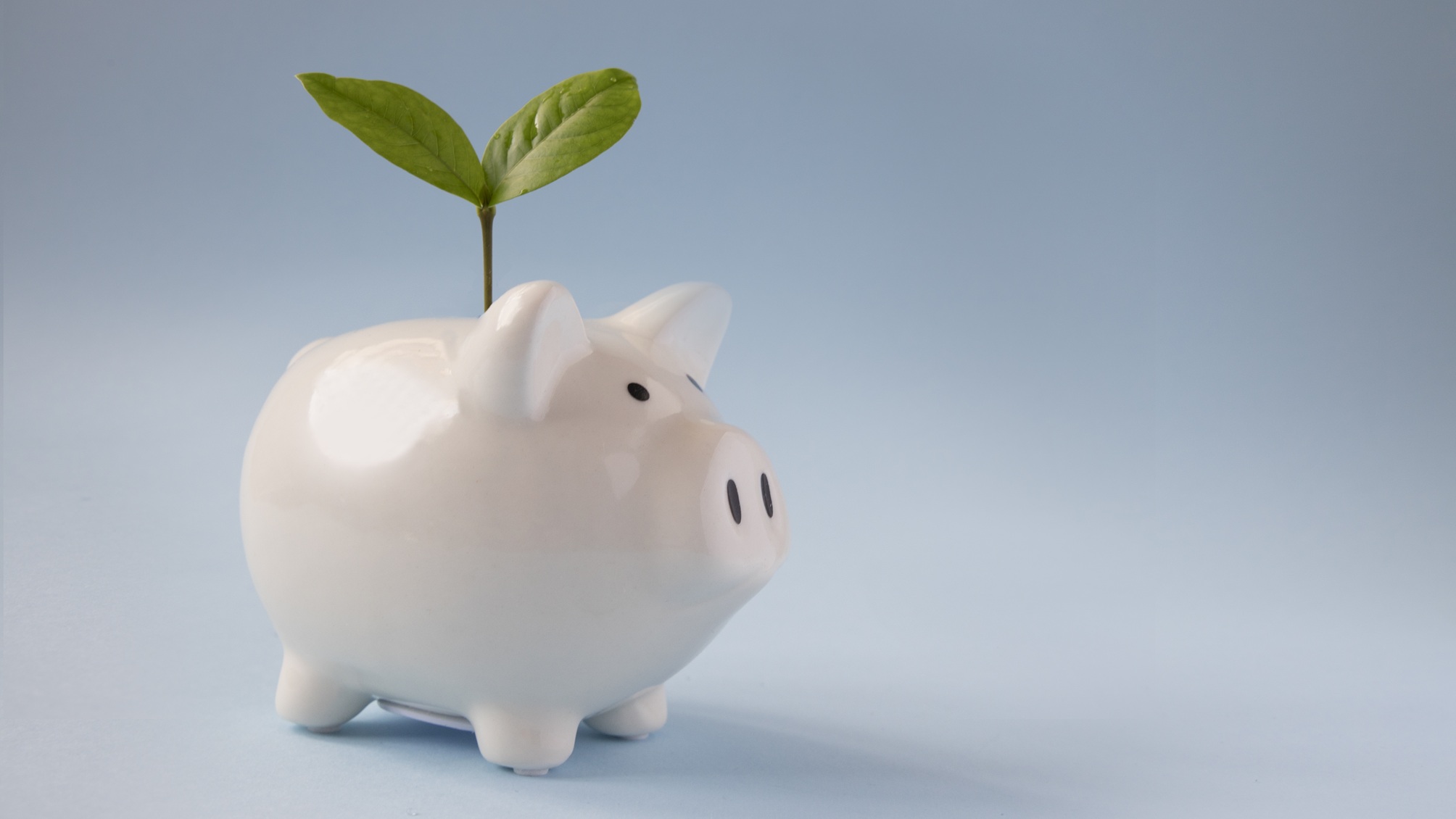 A piggy bank has a sprout going out of it.
