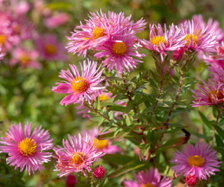 Beautiful late summer flowering Aster flowers also known as Symphyotrichum or Michaelmass Daisy