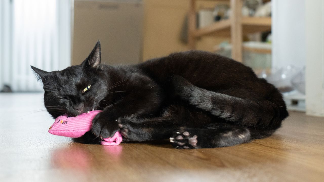Black cat playing with a pink toy