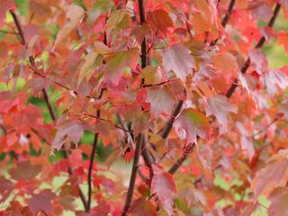 red leaves of Acer rubrum 'Brandywine'