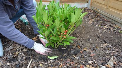 December gardening jobs - planting Skimmia japonica in autumn