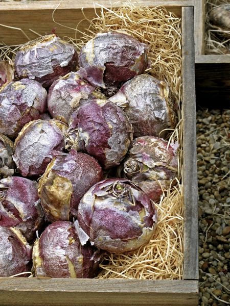 Box Of Hyacinth Bulbs