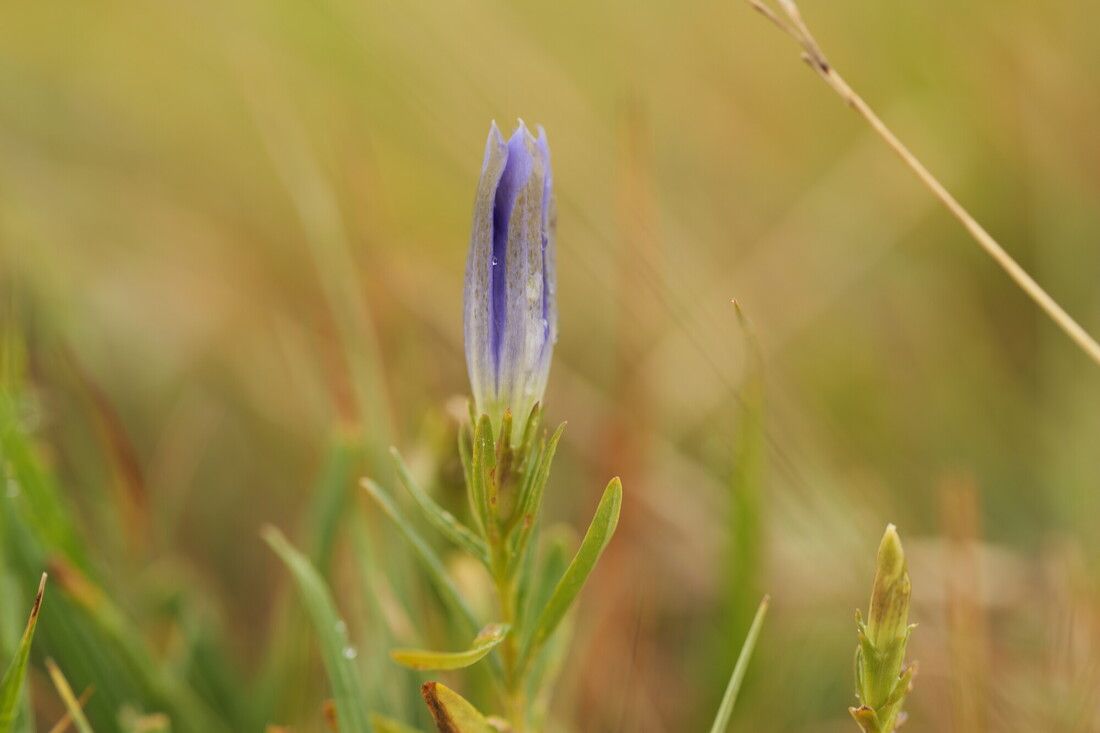 Flower in Hampshire