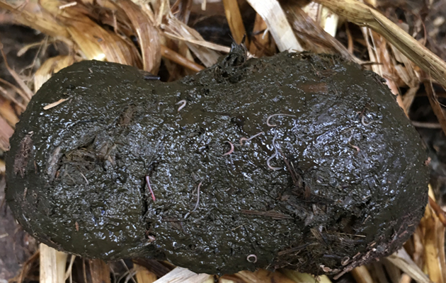 KOB redworms in faeces_173543992_250409272