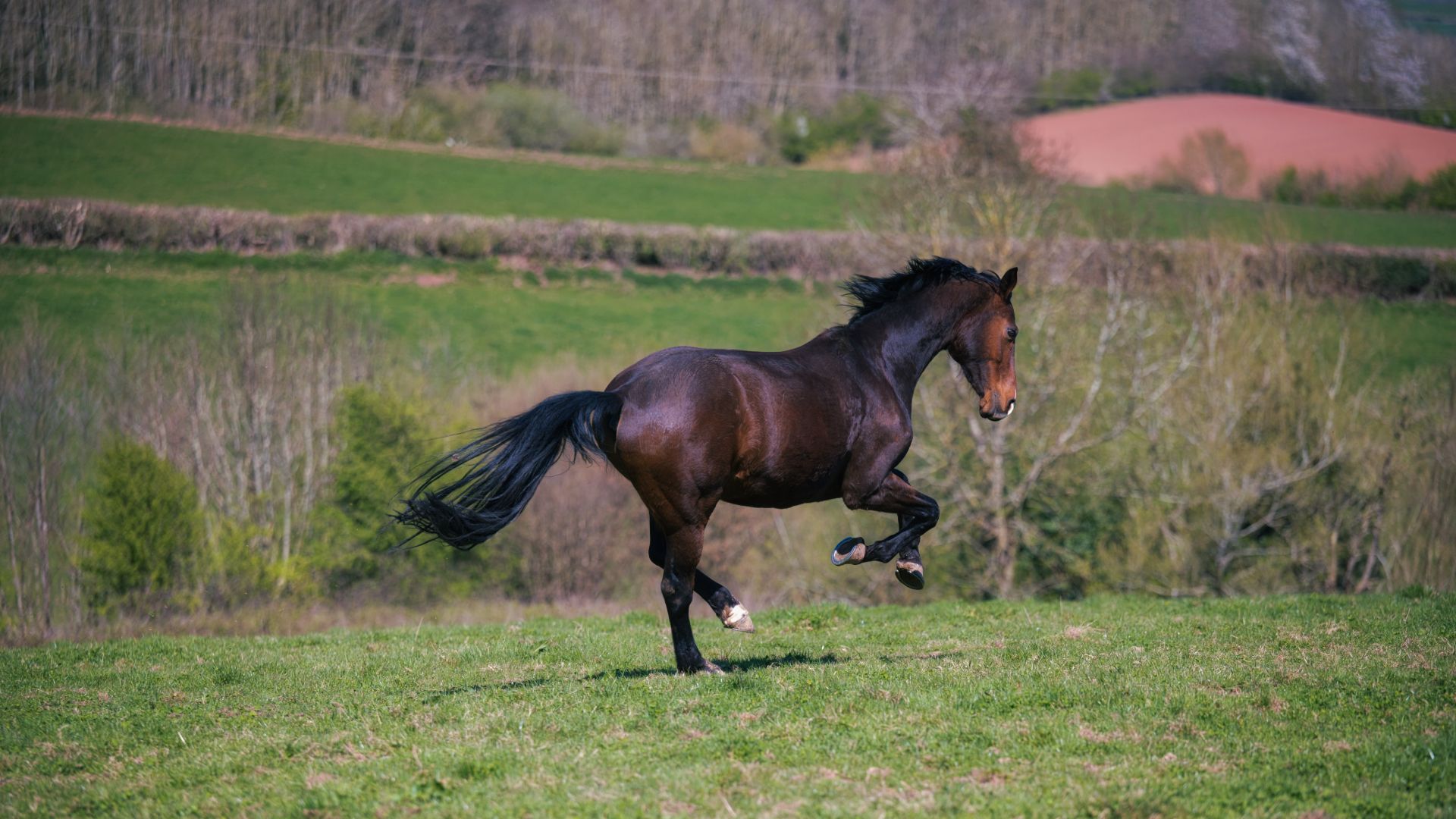 horse cantering in field away from camera