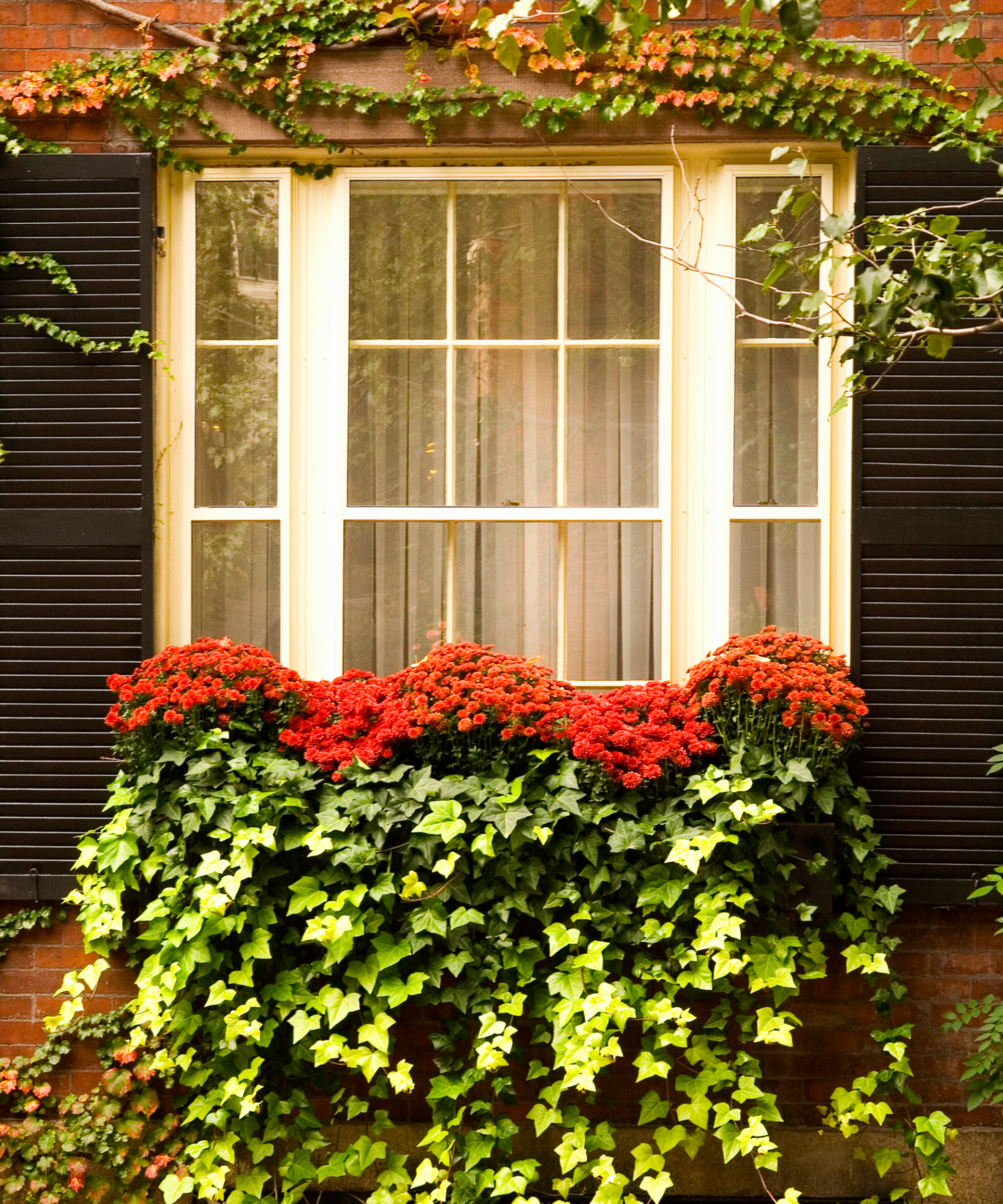 Mums and ivy in a window box