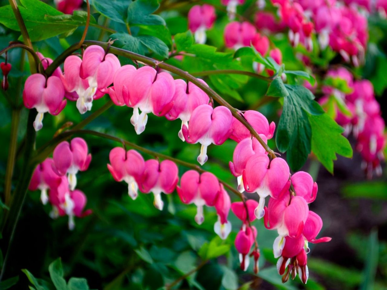 Bleeding heart flowers growing on a plant