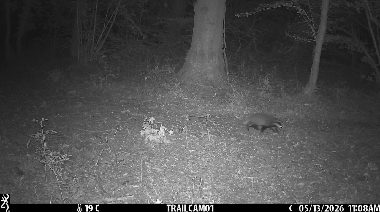Sample image from the Browning Strike Force HD Pro trail camera