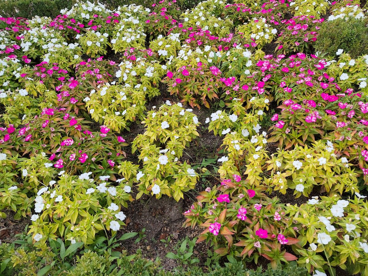 A picture of a field of flowers, taken on the Fairphone 6 Plus.