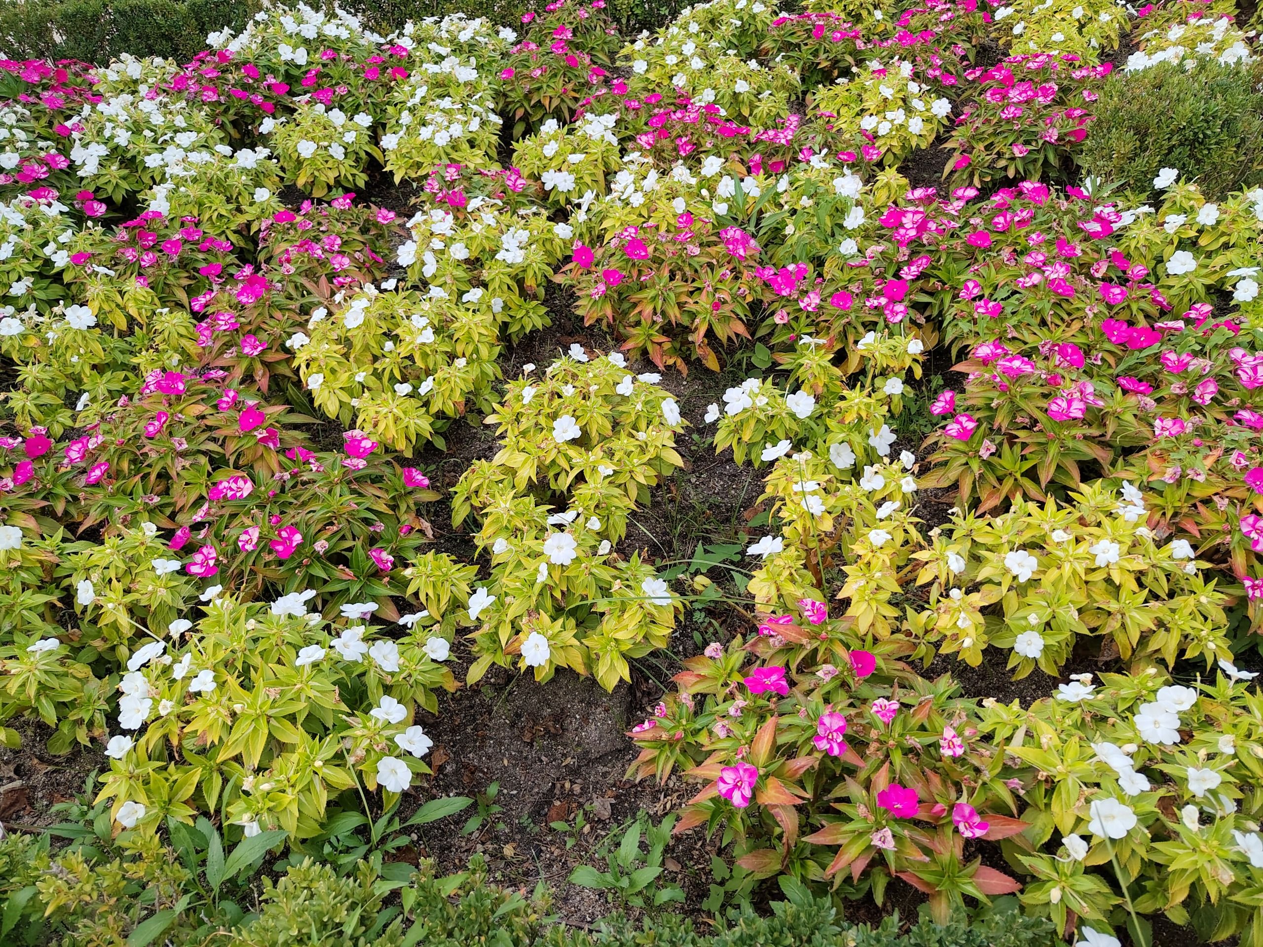 A picture of a field of flowers, taken on the Fairphone 6 Plus.