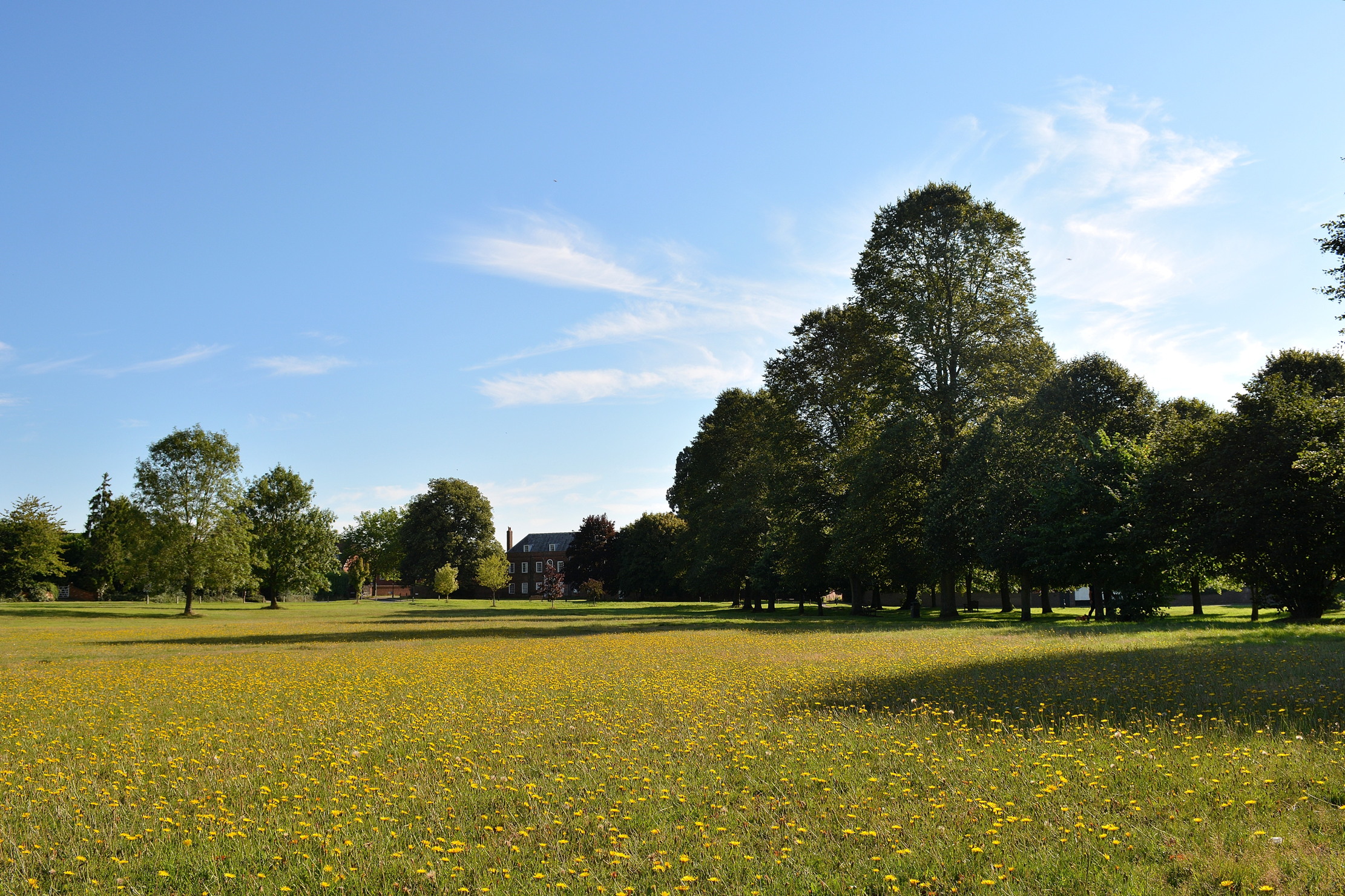 Meadow flowers on the Common in Redbourn, Hertfordshire