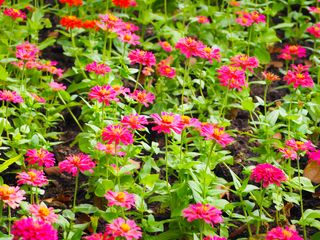 Close-up shot on blooming Beautiful of pink Flowers zinnia elegans