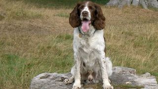 Brewster the Springer Spaniel sitting on grass