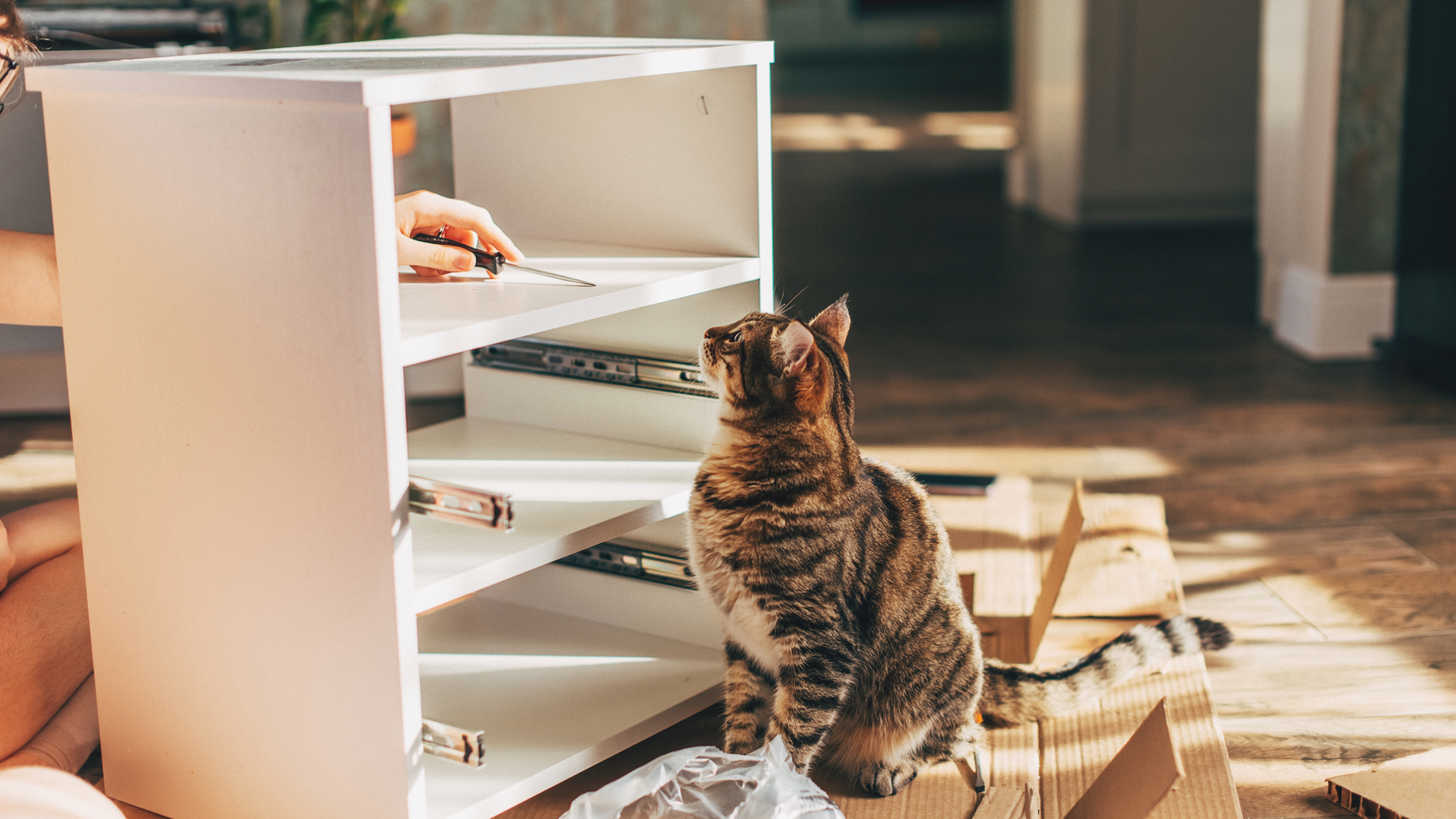 Cat watching owner assemble furniture